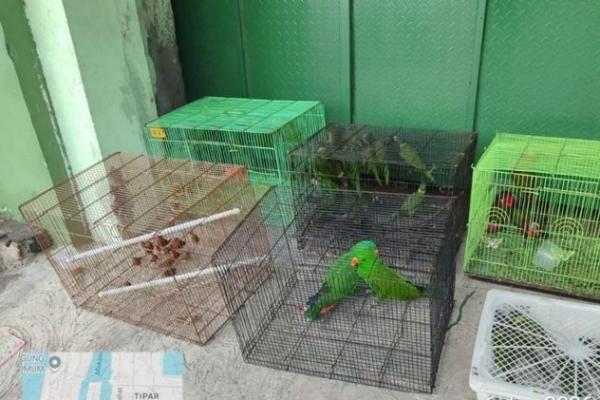 Tim Gabungan Amankan 100 Burung Endemik Papua di Tanjung Priok
