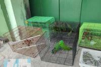 Tim Gabungan Amankan 100 Burung Endemik Papua di Tanjung Priok