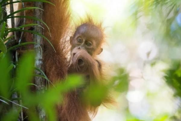 Longsor-Banjir Sumatera Tewaskan 7 Persen Populasi Orangutan Paling Langka