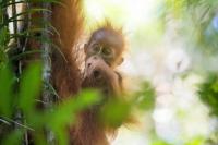 Longsor-Banjir Sumatera Tewaskan 7 Persen Populasi Orangutan Paling Langka