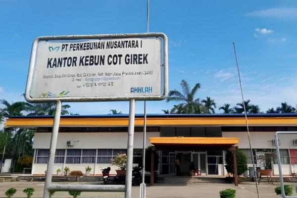 Kerap Dijarah, Pendapatan Pekerja PTPN Cot Girek Turun Drastis