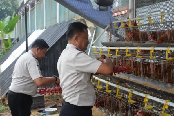 Kakanwil Ditjenpas Jakarta Panen Telur Ayam di Lapas Kelas IIA Salemba