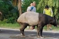 Viral Kasus Tapir Lampung, Cek Daftar Hewan yang Dilindungi Negara