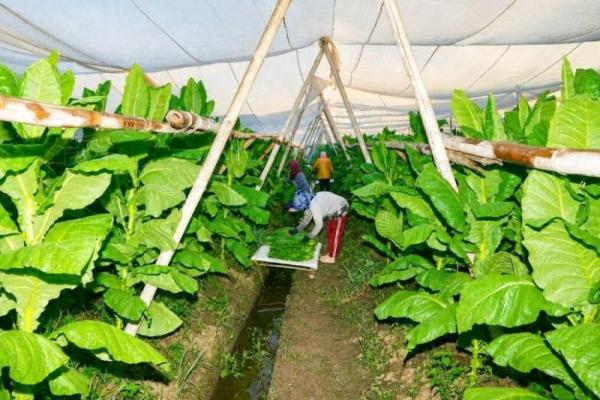 Penuhi Pasar Ekspor Tembakau, PTPN I Gandeng Petani Pemilik Lahan