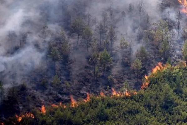 Panas Ekstrem Picu Kebakaran Hutan di Spanyol, 12 Orang Tewas