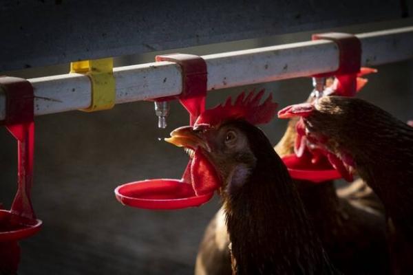 Australia Deteksi Kasus Flu Burung Pertama pada Satwa Lokal