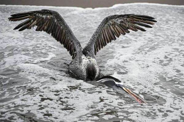 Usai Australia, Selandia Baru Laporkan Kasus Pertama Flu Burung