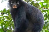 Monyet Bermulut Oranye, Spesies Baru Hutan Kongo yang Terancam Punah