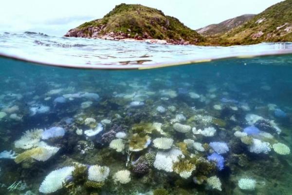 Ilmuwan Peringatkan Kerusakan Great Barrier Reef Terancam Meluas