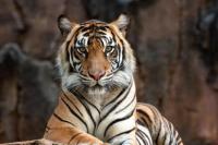 Mengapa Hari Harimau Sedunia Diperingati Setiap 29 Juli?