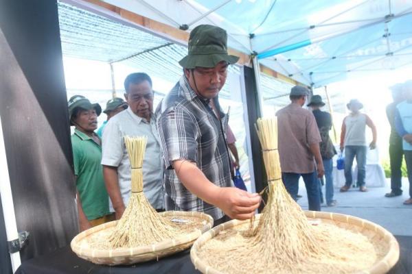 Syngenta Gandeng Petani Sumut Dongkrak Produktivitas Padi