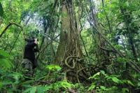 Hari Penjaga Hutan Sedunia Setiap 31 Juli, Ini Sejarahnya