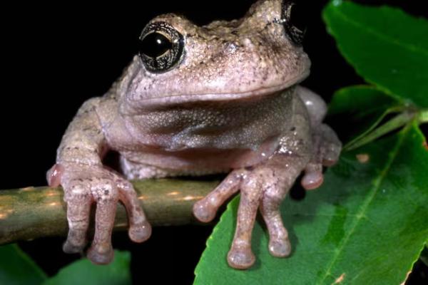 Studi: Katak Betina Kesulitan Memilih Pasangan Saat Terlalu Banyak Pejantan