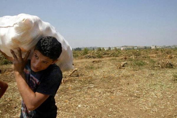 Israel Rusak Lahan Pertanian Gaza, PBB: Utuh Sisa 3 Persen