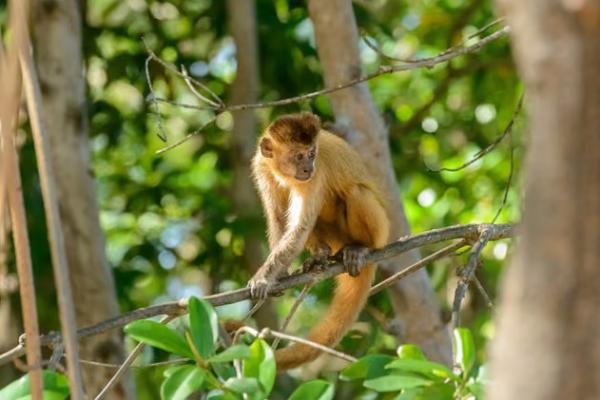 Perubahan Iklim Ancam Primata di Hutan Tempat Spesies Baru Terbentuk