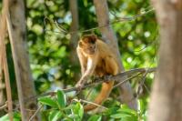 Perubahan Iklim Ancam Primata di Hutan Tempat Spesies Baru Terbentuk
