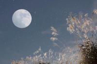 Fenomena Langit September 2026, Ada Penampakan Venus hingga Harvest Moon
