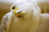 Ini Alasan Mengapa Falcon Putih Bisa Dihargai Setara dengan Supercar