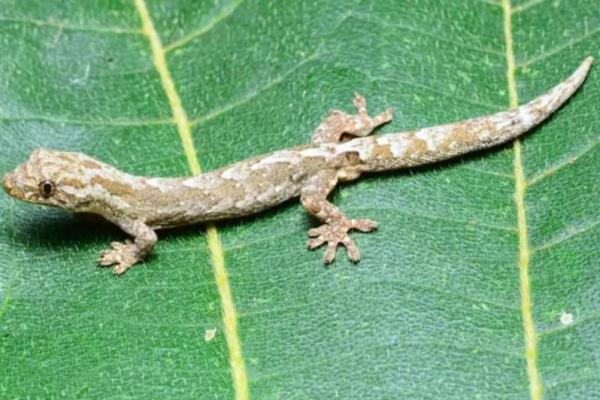 Ilmuwan Malaysia Temukan Spesies Tokek Baru di Sabah