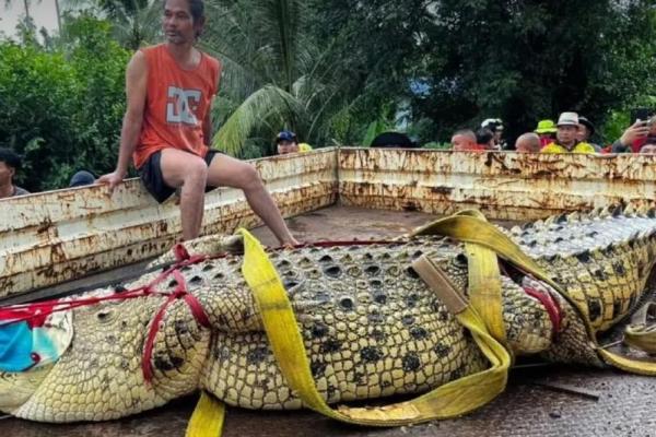 Buaya 400 Kg Dievakuasi dari Penangkaran di Kuil Thailand