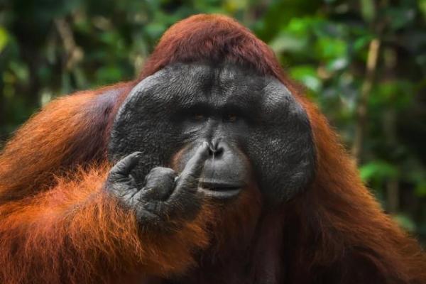 Orangutan `Angkat Jari`-Mantis Pose Ini Jadi Finalis Wildlife Awards 2026