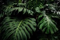 Mengenal Monstera, Tanaman Cantik untuk Penghias Halaman
